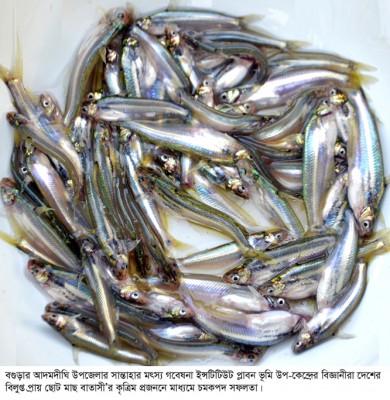 সান্তাহার মৎস্য গবেষনা ইন্সটিটিউটে সফলতা মিলেছে বাতাসী মাছের কৃত্রিম প্রজননে